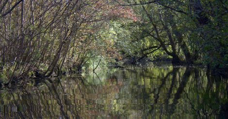 une vue d'un canal du marais en automne