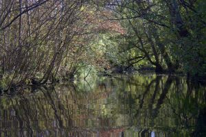 une vue d'un canal du marais en automne